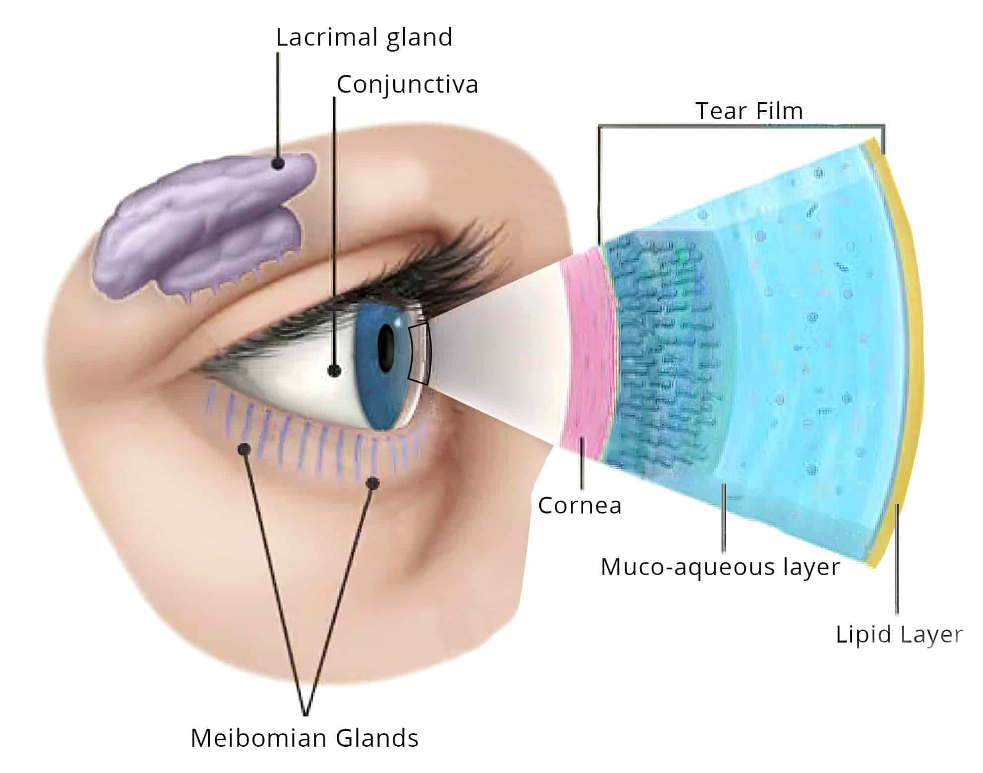 Dry Eye Clinic